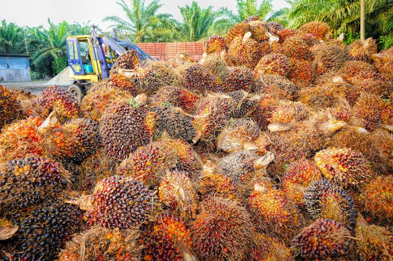 cubert-gmbh-palm-oil-fruit-ripeness-01
